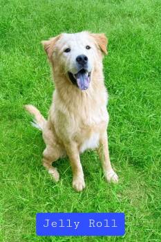 Rescue Golden Retriever and Black Labrador Retriever Dogs for Adoption in Stockbridge, Georgia - Jelly Roll | PetCurious