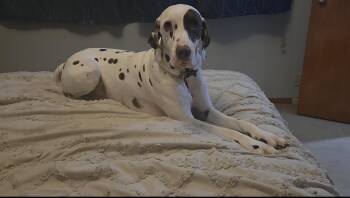 Captain-Kansas City, MO -  Dalmatian Dog for Adoption in San Diego, California - Captain-Kansas City, MO | PetCurious
