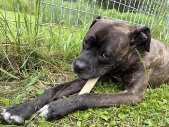 Rescue Boxer and Mixed Breed Dogs for Adoption in Morris, New York - Wally | PetCurious