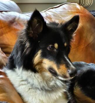Sasha -  Shetland Sheepdog Sheltie and Border Collie Dog for Adoption in Toronto, Ontario - Sasha | PetCurious
