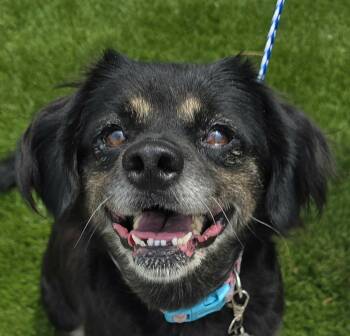 Almond -  Tibetan Spaniel Dog for Adoption in Newport, Tennessee - Almond | PetCurious