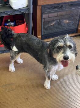 GABBY (mini) -  Bernedoodle Dog for Adoption in Elyria, Ohio - GABBY (mini) | PetCurious