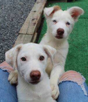 Siberian Husky and Pit Bull Terrier Dogs Available for Adoption in Silvana, Washington - Kale (Leafy Greens Litter) | PetCurious