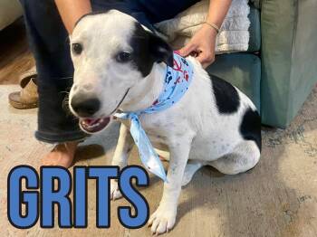 Grits in Texarkana TX (Courtesy listing) -  Labrador Retriever Dog for Adoption in Texarkana, Texas - Grits In Texarkana TX (Courtesy Listing) | PetCurious