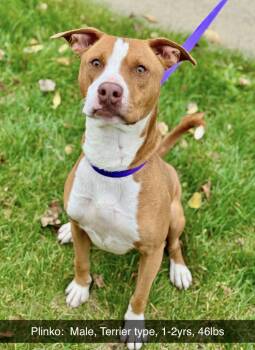 Rescue Pit Bull Terrier Dogs for Adoption in Battle Creek, Michigan - Plinko | PetCurious