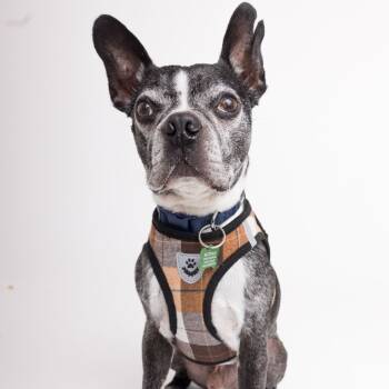 Rescue Boston Terrier Dogs for Adoption in San Francisco, California - Mustache 13518 | PetCurious