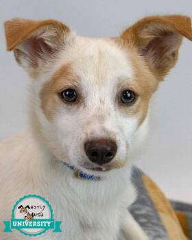 Turner -  Jack Russell Terrier and Spaniel Dog for Adoption in Kennesaw, Georgia - Turner | PetCurious