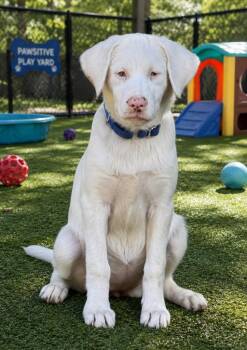 Pearl -  Great Dane Dog for Adoption in Crossville, Tennessee - Pearl | PetCurious