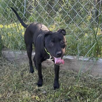 Ziggy -  Mixed Breed Dog for Adoption in Corbin, Kentucky - Ziggy | PetCurious