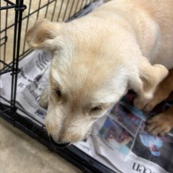 Oakley- 101903U -  Golden Retriever and Mixed Breed Dog for Adoption in Tupelo, Mississippi - Oakley- 101903U | PetCurious