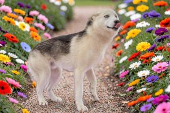 Husky and Mixed Breed Dogs Available for Adoption in Sebastian, Florida - Lupine | PetCurious