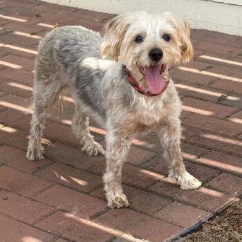 Simba 22728 -  Terrier Dog for Adoption in Cumming, Georgia - Simba 22728 | PetCurious