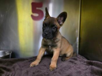 Belgian Shepherd Malinois Dogs Available for Adoption in Rockport, Texas - Pearland | PetCurious