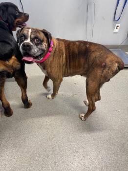 Ali -  Boxer Dog for Adoption in Bloomington, Indiana - Ali | PetCurious
