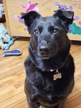 Penny -  Labrador Retriever Dog for Adoption in Minneapolis, Minnesota - Penny | PetCurious