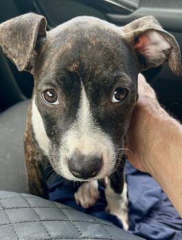 Huck -  Terrier Dog for Adoption in Pompano Beach, Florida - Huck | PetCurious