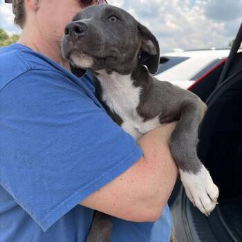 Archer -  Weimaraner and Mixed Breed Dog for Adoption in Marshall, Texas - Archer | PetCurious