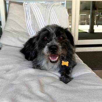 Border Terrier Dogs Available for Adoption - Kevin | PetCurious