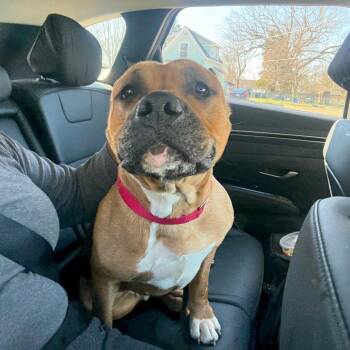 Pit Bull Terrier Dogs Available for Adoption - Raven | PetCurious