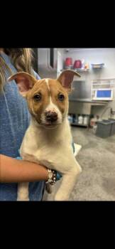Rescue Shepherd and Mixed Breed Dogs for Adoption in Bowling Green, Kentucky - Milo | PetCurious