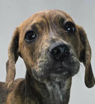 Beagle and Hound Dogs Available for Adoption in New York, New York - Mighty | PetCurious