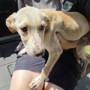 Drop -  Hound and Mixed Breed Dog for Adoption in East Hanover, New Jersey - Drop | PetCurious