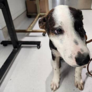 Mixed Breed Dogs Available for Adoption in Jeffersonville, Indiana - Kuromi | PetCurious