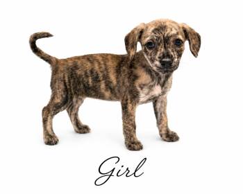 Leela -  Mixed Breed Dog for Adoption in Sylvania, Georgia - Leela | PetCurious
