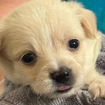 Chihuahua and Mixed Breed Dogs Available for Adoption - North | PetCurious