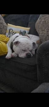 Teddy -  English Bulldog Dog for Adoption in Plano, Texas - Teddy | PetCurious