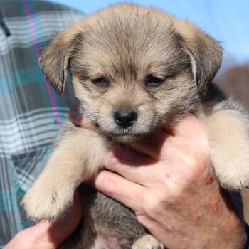 Rescue Terrier Dogs for Adoption in Eastford, Connecticut - CT Watch Avail Nov 29 | PetCurious