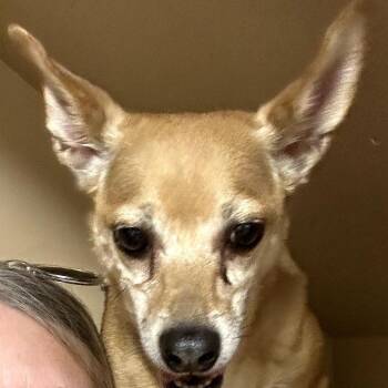 Chihuahua Dogs Available for Adoption in Rockville, Maryland - Howie | PetCurious