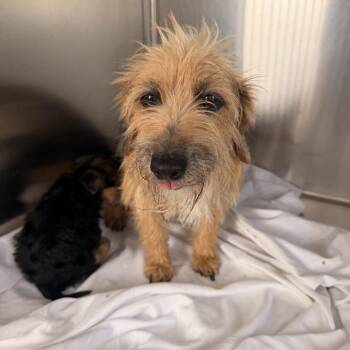 Wirehaired Dachshund Dogs Available for Adoption in Freeport, Florida - Fairway | PetCurious