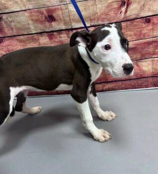 AC-5360 "Lucas" -  Pit Bull Terrier Dog for Adoption in Conyers, Georgia - AC-5360 "Lucas" | PetCurious
