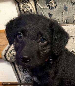 Labrador Retriever and Standard Poodle Dogs Available for Adoption - Dolly | PetCurious
