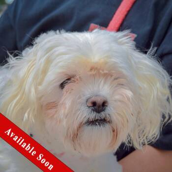 Lulu -  Maltese and Shih Tzu Dog for Adoption in Huntley, Illinois - Lulu | PetCurious