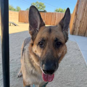 Maverick Mitchell -  German Shepherd Dog Dog for Adoption in Reno, Nevada - Maverick Mitchell | PetCurious