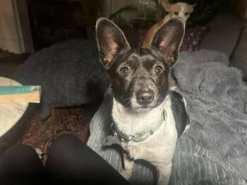 Chihuahua and Terrier Dogs Available for Adoption - Oreo | PetCurious