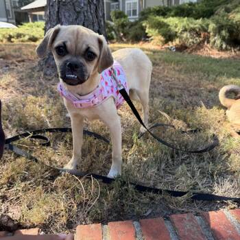 Maevis -  Puggle Dog for Adoption in Memphis, Tennessee - Maevis | PetCurious
