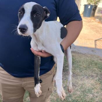 Little Miss Sweet -  Whippet and Italian Greyhound Dog for Adoption in Austin, Texas - Little Miss Sweet | PetCurious