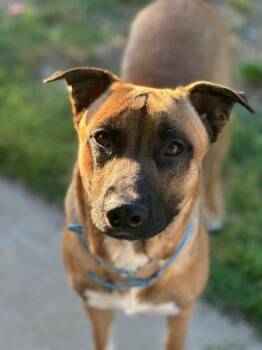 Scooby -  Black Mouth Cur and Mixed Breed Dog for Adoption in Little Rock, Arkansas - Scooby | PetCurious