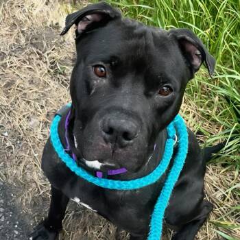 Terrier Dogs Available for Adoption in North Syracuse, New York - Marshall | PetCurious