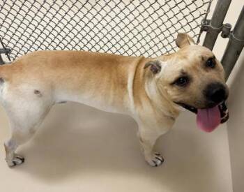 D`Evereaux -  Pit Bull Terrier and Mixed Breed Dog for Adoption in West Memphis, Arkansas - D`Evereaux | PetCurious
