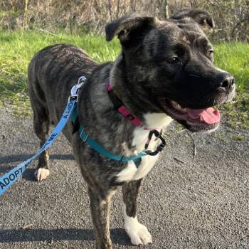 Mixed Breed Dogs Available for Adoption in Fairport, New York - Mayzi "Mae-Mae" Lynn | PetCurious