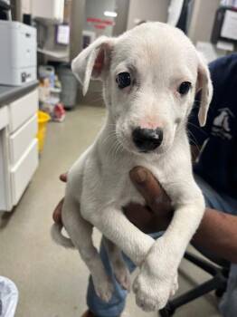 Abe -  Terrier Dog for Adoption in Hopkinsville, Kentucky - Abe | PetCurious