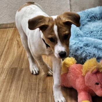 Beagle and Cattle Dog Dogs Available for Adoption - Fruita Stray #1 | PetCurious