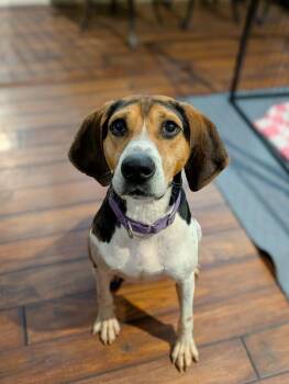 Fletcher -  Coonhound and Mixed Breed Dog for Adoption in Cincinnati, Ohio - Fletcher | PetCurious