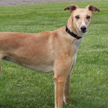 Greyhound and Coonhound Dogs Available for Adoption in Goshen, Indiana - Diamond | PetCurious