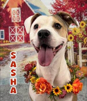 Sasha -  Mixed Breed Dog for Adoption in Flint, Michigan - Sasha | PetCurious