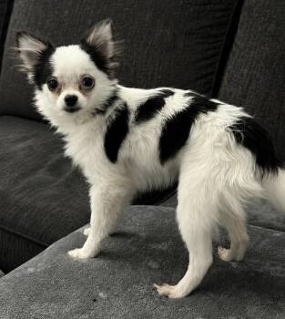 Chihuahua and Pomeranian Dogs Available for Adoption in Grafton, Wisconsin - Gemma | PetCurious